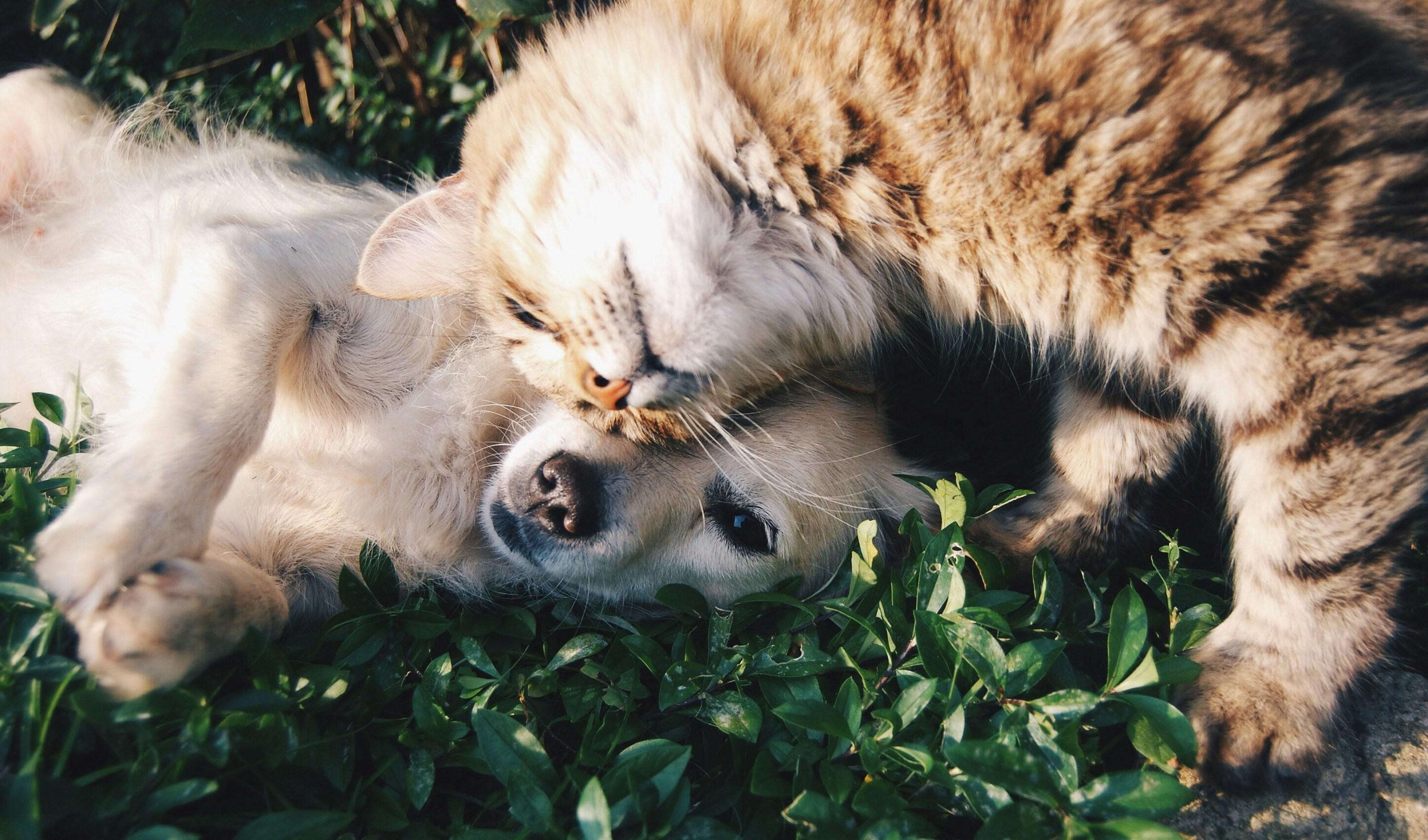 Dog owner